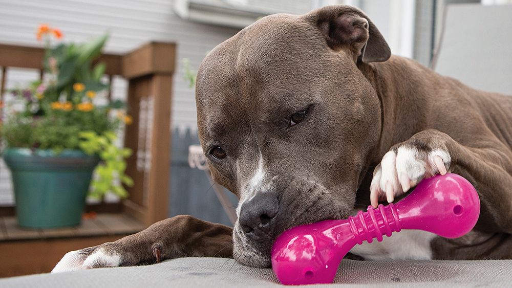 KONG Widgets Treat Dispensing Dog Toy